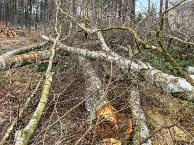 Arka plan olarak birbiri üzerine uzanmış ağaç gövdeleri ve dalları..