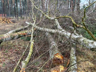 Arka plan olarak birbiri üzerine uzanmış ağaç gövdeleri ve dalları..