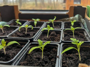 Bireysel çömleklere nakledildikten sonra domates fideleri (battıktan sonra). Yakın plan..