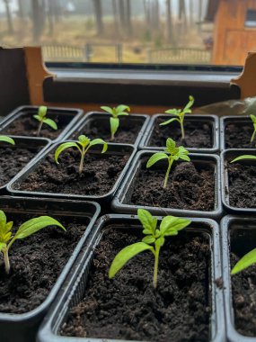 Bireysel çömleklere nakledildikten sonra domates fideleri (battıktan sonra). Yakın plan..