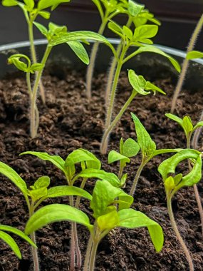 Domates tohumları evde bir tencereye ekilmiş, dikişleri patlamadan önce. Yakın plan..