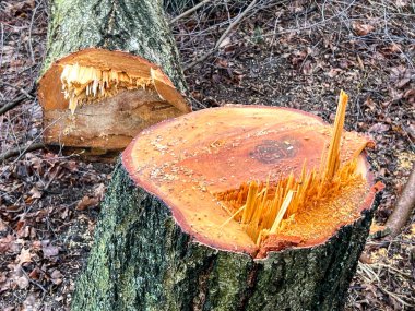 Bahar özü akışı sırasında kesilmiş bir huş ağacı gövdesi..