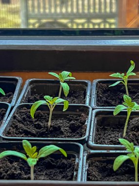 Bireysel çömleklere nakledildikten sonra domates fideleri (battıktan sonra). Yakın plan..
