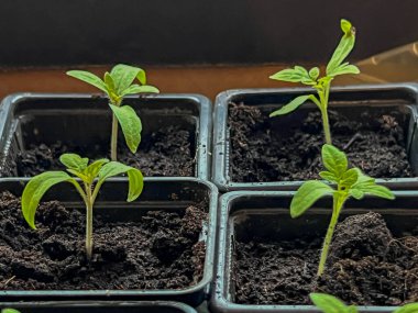 Bireysel çömleklere nakledildikten sonra domates fideleri (battıktan sonra). Yakın plan..