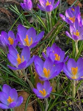 İlkbaharda açan mor timsahlar. İlkbaharda açan mor timsahlar..