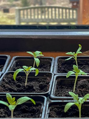 Bireysel çömleklere nakledildikten sonra domates fideleri (battıktan sonra). Yakın plan..