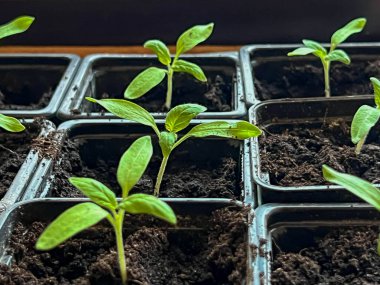 Bireysel çömleklere nakledildikten sonra domates fideleri (battıktan sonra). Yakın plan..