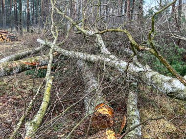 Arka plan olarak birbiri üzerine uzanmış ağaç gövdeleri ve dalları..