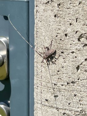 Acanthocinus aedilis, Uzun boynuzlu böcekler ve Mycetocephali alt familyasından bir böcek türüdür. Erkekte anten vücuttan 5 kat daha uzundur, kadındaysa vücuttan 2 kat daha uzundur.