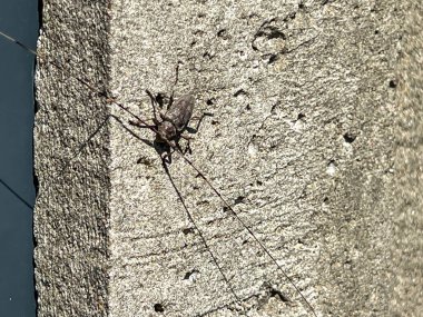 Acanthocinus aedilis, Uzun boynuzlu böcekler ve Mycetocephali alt familyasından bir böcek türüdür. Erkekte anten vücuttan 5 kat daha uzundur, kadındaysa vücuttan 2 kat daha uzundur.