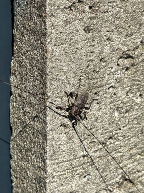 Acanthocinus aedilis, Uzun boynuzlu böcekler ve Mycetocephali alt familyasından bir böcek türüdür. Erkekte anten vücuttan 5 kat daha uzundur, kadındaysa vücuttan 2 kat daha uzundur.