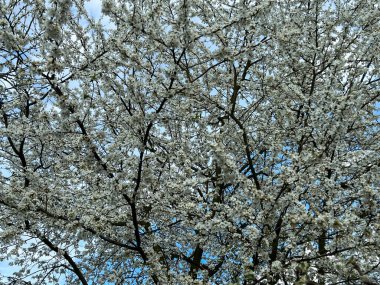 Beyaz Mirabelle erik çiçeklerinin yakın çekimi.