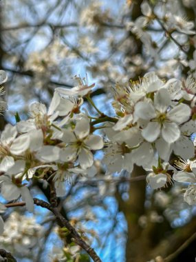 Beyaz Mirabelle erik çiçeklerinin yakın çekimi.