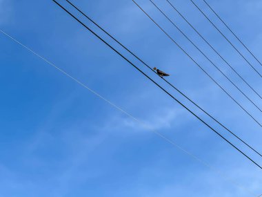 Kuru yapraklı sığırcık mavi gökyüzü arka planında elektrik kablolarının üzerinde oturuyor..