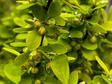 Baharda çiçekli yeşil böğürtlen (Berberiler) dalı, yakın plan.