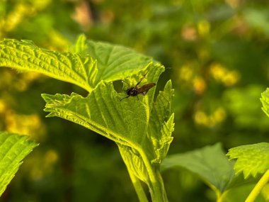Bahar yağmuru ve fırtınadan sonra çiçek ve taze yapraklı kuşüzümü dalı. Çiçeklerle uç. Yakın plan..