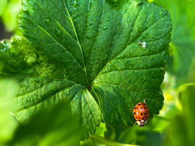 Baharda yağmurdan sonra kuşüzümü yaprağında uğur böceği. Yakın plan..