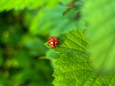 Baharda yağmurdan sonra kuşüzümü yaprağında uğur böceği. Yakın plan..