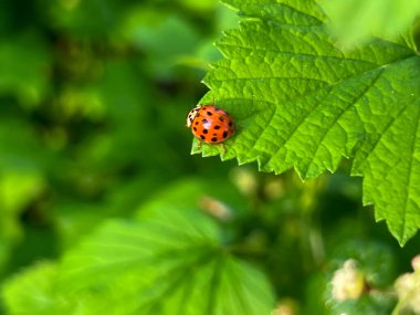 Baharda yağmurdan sonra kuşüzümü yaprağında uğur böceği. Yakın plan..