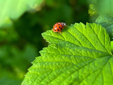 Baharda yağmurdan sonra kuşüzümü yaprağında uğur böceği. Yakın plan..