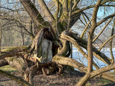 Polonya 'daki Swierklaniec parkında ilginç şekilli dalları olan yaşlı bir söğüt ağacı.