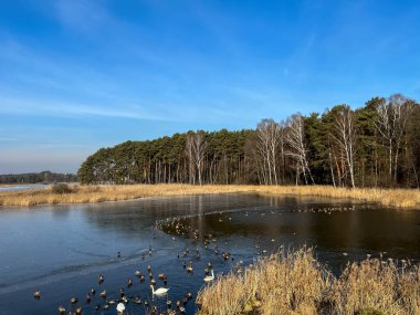Su kuşları kış mevsiminde Polonya 'nın Kalety kentindeki Zielona Barajı' nda toplandı..