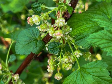 Bahar yağmuru ve fırtınadan sonra çiçek ve taze yapraklı kuşüzümü dalı, yakın plan..