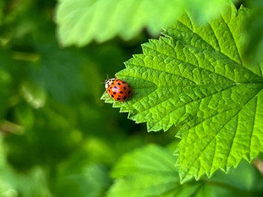 Baharda yağmurdan sonra kuşüzümü yaprağında uğur böceği. Yakın plan..