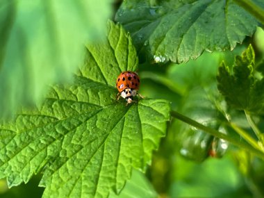 Baharda yağmurdan sonra kuşüzümü yaprağında uğur böceği. Yakın plan..