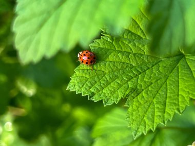 Baharda yağmurdan sonra kuşüzümü yaprağında uğur böceği. Yakın plan..