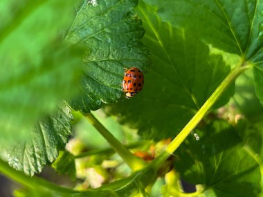 Baharda yağmurdan sonra kuşüzümü yaprağında uğur böceği. Yakın plan..