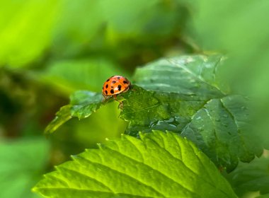 Baharda yağmurdan sonra kuşüzümü yaprağında uğur böceği. Yakın plan..