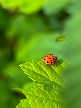 Baharda yağmurdan sonra kuşüzümü yaprağında uğur böceği. Yakın plan..