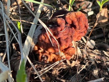 Gyromitra esculenta (Pers.) Kardeş. Polonya 'daki evlerin yakınlarındaki bir çam ormanında yetişen Discinaceae ailesinden bir mantar türü.