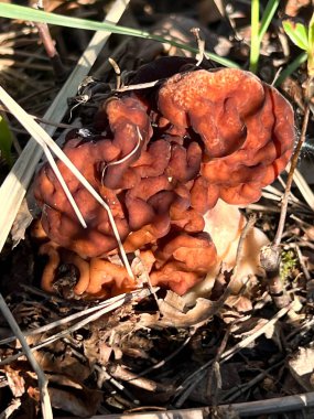 Gyromitra esculenta (Pers.) Kardeş. Polonya 'daki evlerin yakınlarındaki bir çam ormanında yetişen Discinaceae ailesinden bir mantar türü.