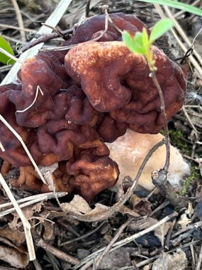 Gyromitra esculenta (Pers.) Kardeş. Polonya 'daki evlerin yakınlarındaki bir çam ormanında yetişen Discinaceae ailesinden bir mantar türü..