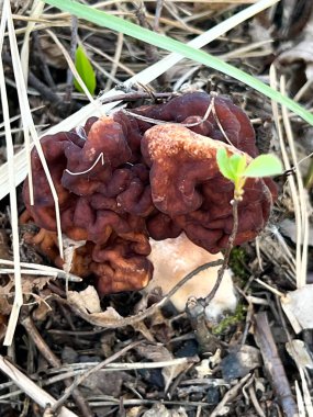 Gyromitra esculenta (Pers.) Kardeş. Polonya 'daki evlerin yakınlarındaki bir çam ormanında yetişen Discinaceae ailesinden bir mantar türü.