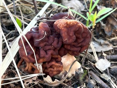Gyromitra esculenta (Pers.) Kardeş. Polonya 'daki evlerin yakınlarındaki bir çam ormanında yetişen Discinaceae ailesinden bir mantar türü.