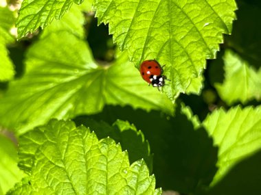 Baharda yağmurdan sonra kuşüzümü yaprağında uğur böceği. Yakın plan..