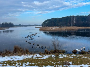 Su kuşları kışın gölün çözülmemiş kısmında toplandı..