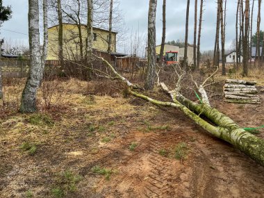 Evlerin yakınındaki ormandaki ağaçları kesmek, çam ağaçları arasında yetişen eski bir huş ağacını kesmek..