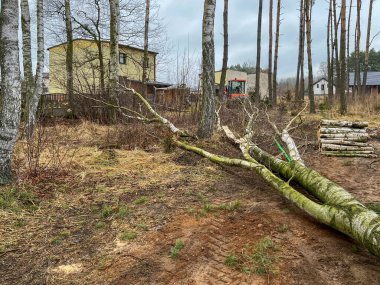 Petrolle çalışan elektrikli testereyle ağaçları kesiyor..