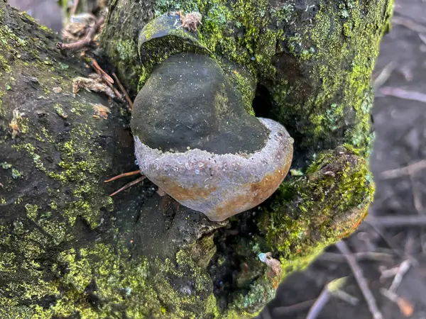 İlkbahar budama sırasında eski bir elma ağacının gövdesi ve dalları. Yosunları, yosunları, mantarları, kabuk çatırtılarını, düğümleri ve budanmış dalların kalıntılarını gösteren yakın çekim..