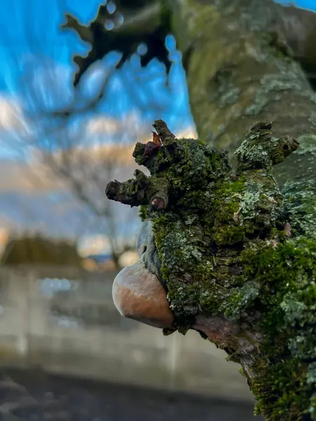 İlkbahar budama sırasında eski bir elma ağacının gövdesi ve dalları. Yosunları, yosunları, mantarları, kabuk çatırtılarını, düğümleri ve budanmış dalların kalıntılarını gösteren yakın çekim..