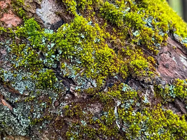 Yosun, kertenkele ve mantarlı yaşlı bir elma ağacının gövdesi. Arkaplan olarak kapat.