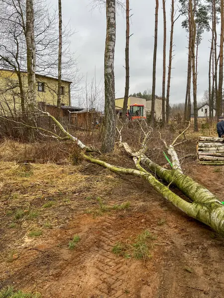Evlerin yakınındaki ormandaki ağaçları kesmek, çam ağaçları arasında yetişen eski bir huş ağacını kesmek..