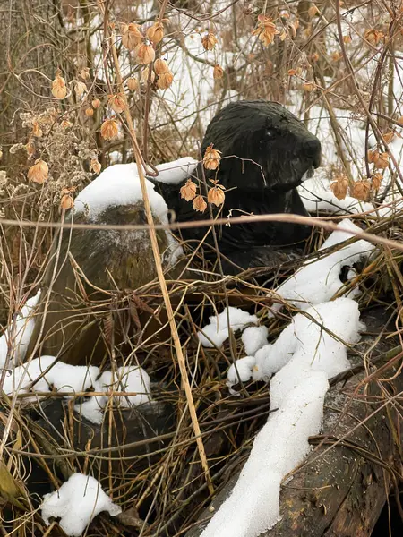 Polonya 'nın Kalety Zielona kentindeki gölet adasında kış boyunca Avrupalı bir kunduzu gösteren bir doğa gezisi..