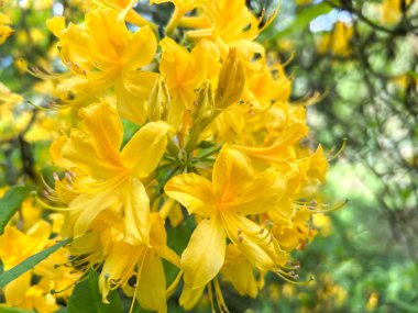 Sarı rododendron, pantica açelya, bitkisel bitki, sarı açelya - yakın plan çiçekler, Polonya 'da Wroclaw' da bir parkta.