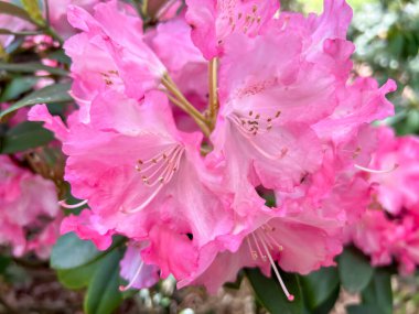 Polonya 'nın Wrolcaw kentindeki Szczytnicki Parkı' nda yetişen kırmızı Japon rhododendron çiçeklerinin yakın çekimi.