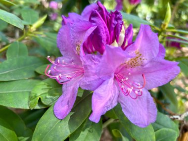 Polonya 'nın Wrolcaw kentindeki Szczytnicki Parkı' nda yetişen kırmızı Japon rhododendron çiçeklerinin yakın çekimi.